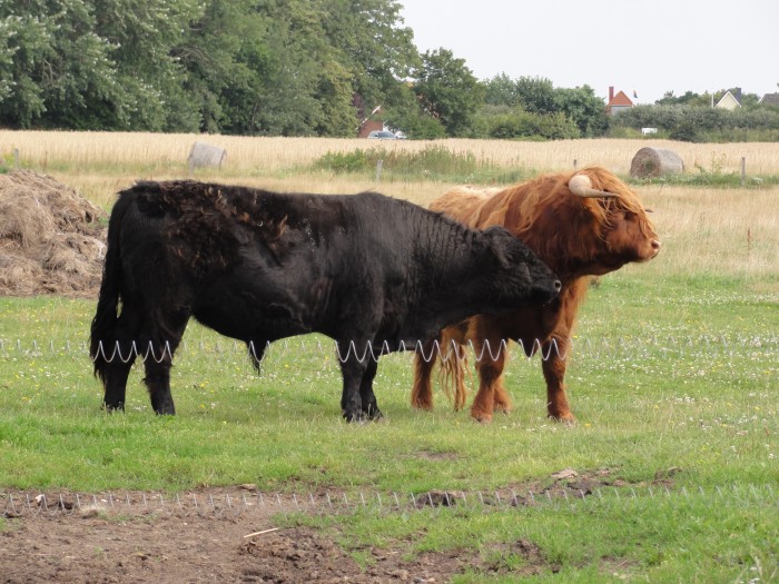 Sylt Natur und seine Tiere